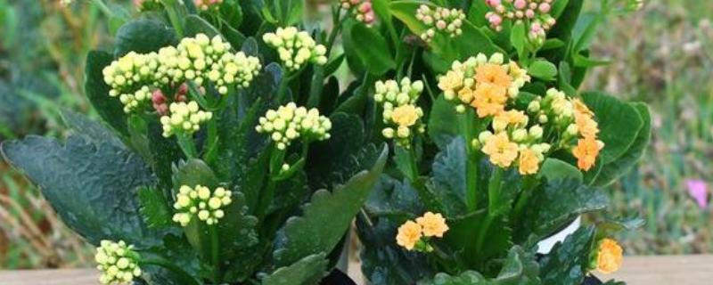 长寿花花骨朵没开就干瘪的原因,可能是养分不足所致