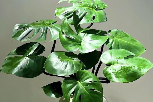 龟背竹几年可以开花，要养殖5-6年