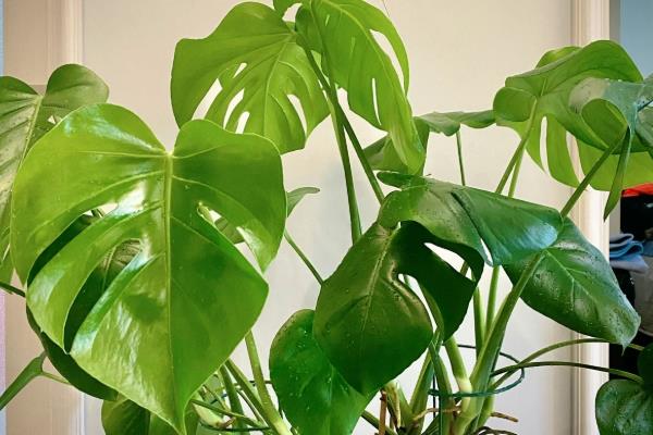 龟背竹几年可以开花，要养殖5-6年