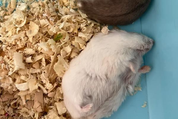 仓鼠怀孕后要如何护理，需要及时分笼饲养