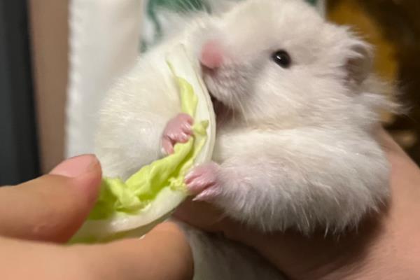 仓鼠怀孕后要如何护理，需要及时分笼饲养