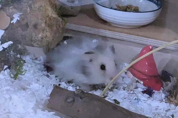仓鼠怀孕后要如何护理，需要及时分笼饲养