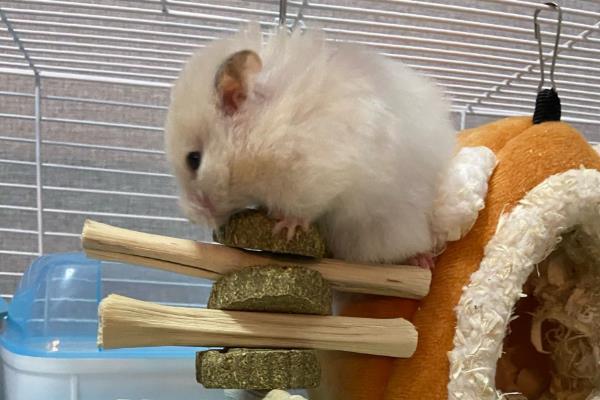 仓鼠怀孕后要如何护理，需要及时分笼饲养