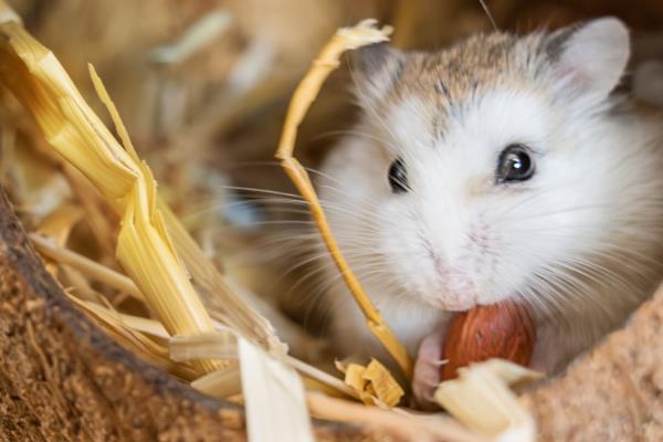 仓鼠怀孕后要如何护理，需要及时分笼饲养