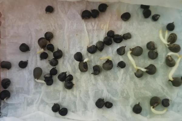 茼蒿种子播种前要不要泡,播种前需要泡一下才可播种