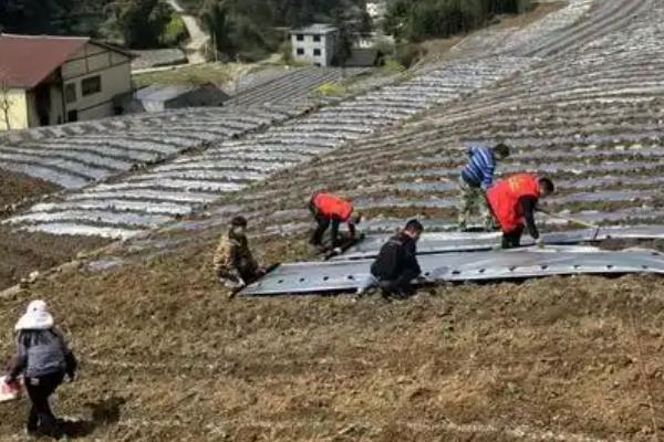 茼蒿种子播种前要不要泡,播种前需要泡一下才可播种