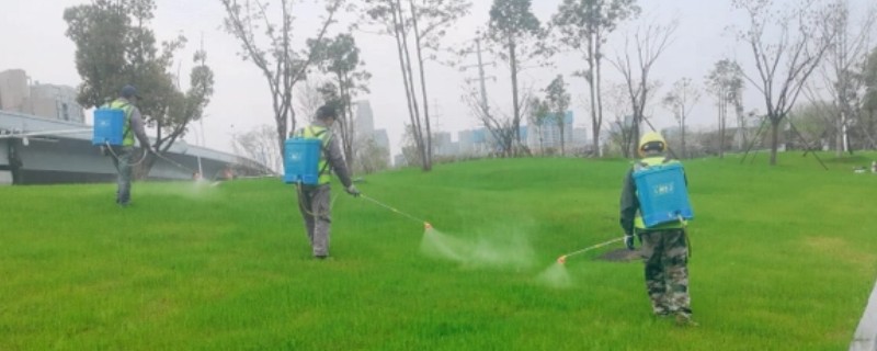 草坪除草剂的使用注意事项,杂草越小施药杀灭效果越好