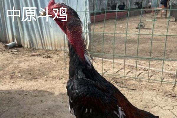 中原斗鸡简介，其头部比较小