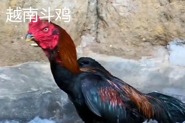 中原斗鸡简介，其头部比较小