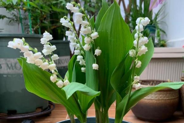 白铃兰的寓意，代表纯洁美好、生机勃勃、幸福美好