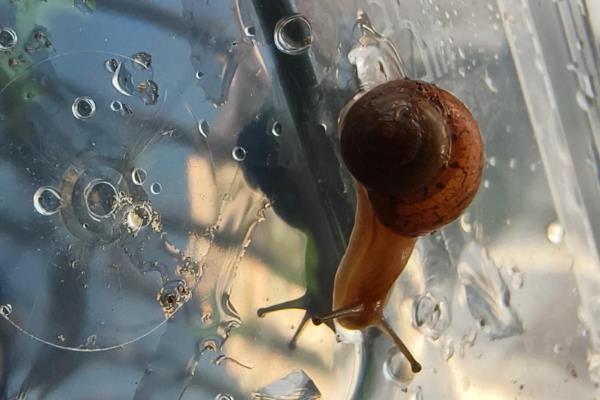 下雨天捡的蜗牛可以拿回来养么,可以养