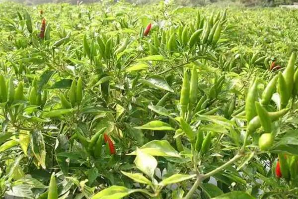野山椒的特点，成熟后为红色或紫色