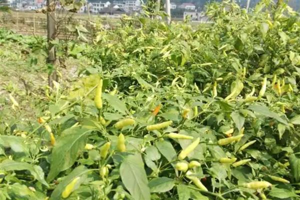 野山椒的特点，成熟后为红色或紫色