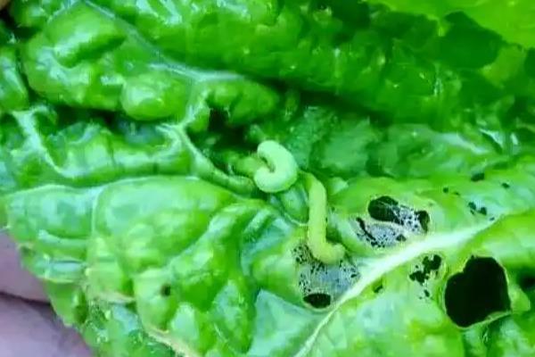 白菜菜青虫的危害，3龄后可蚕食整个叶片