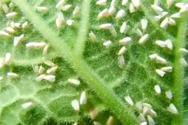 温室种植西葫芦怎么防治虫害,出现白粉虱可以喷施吡虫啉等药剂