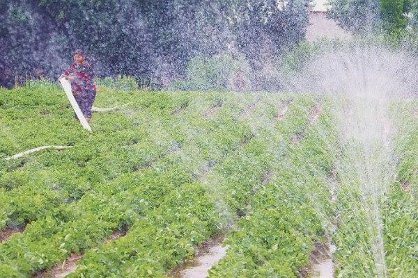 花生叶子发黄怎么防治,需及时往土壤中浇灌大量水分