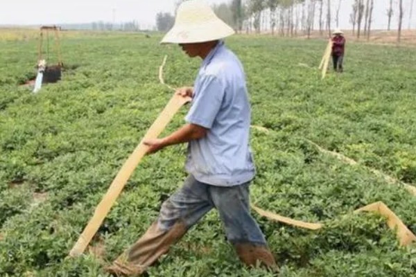 花生叶子发黄怎么防治,需及时往土壤中浇灌大量水分