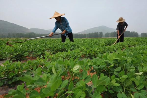 花生叶子发黄怎么防治,需及时往土壤中浇灌大量水分