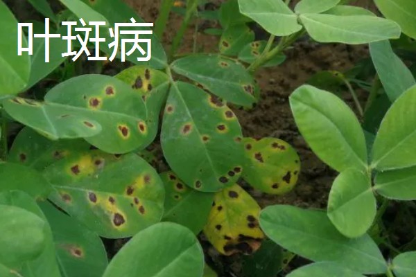 花生叶子发黄怎么防治,需及时往土壤中浇灌大量水分