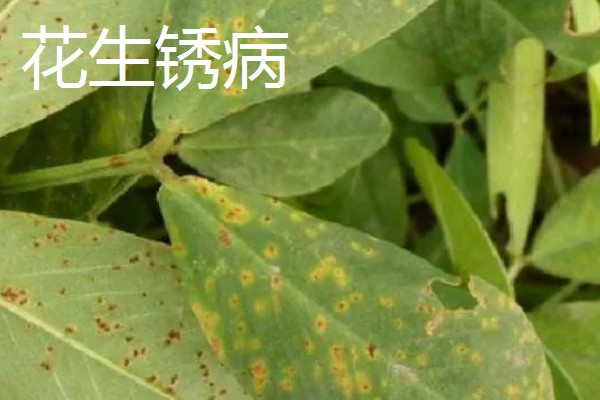 花生叶子发黄怎么防治,需及时往土壤中浇灌大量水分