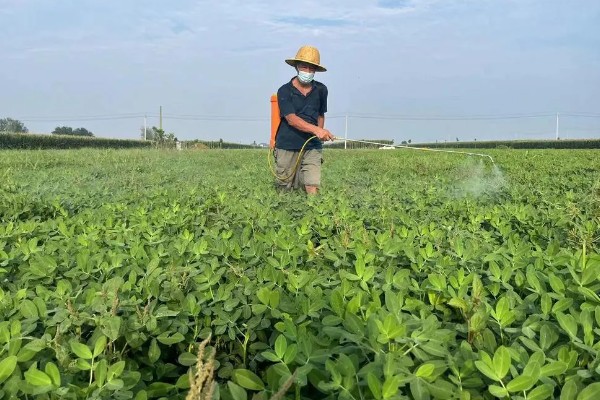 花生叶子发黄怎么防治,需及时往土壤中浇灌大量水分