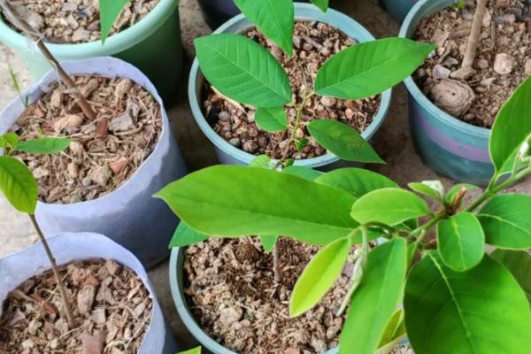 释迦树苗的形态特点,可以长到3-5米的高度