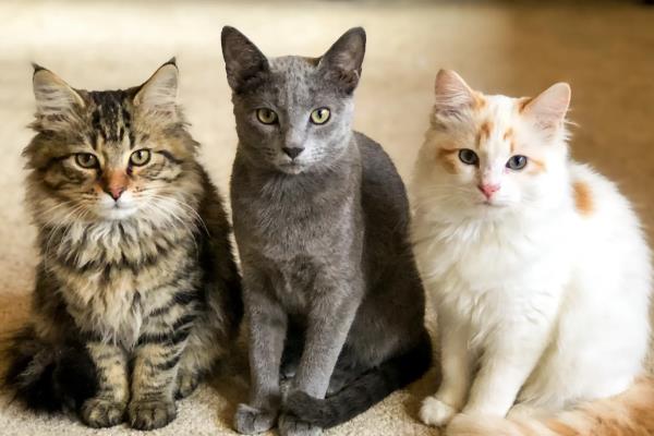 新猫和旧猫的相处方法,把新猫关起来让它们彼此熟悉