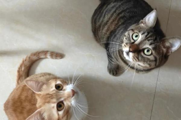 新猫和旧猫的相处方法,把新猫关起来让它们彼此熟悉