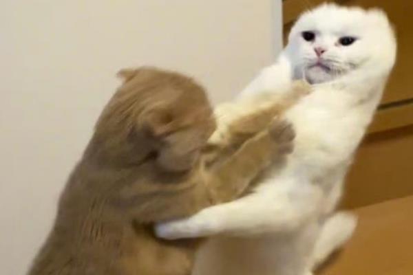 新猫和旧猫的相处方法,把新猫关起来让它们彼此熟悉
