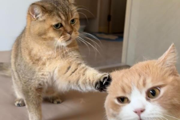新猫和旧猫的相处方法,把新猫关起来让它们彼此熟悉