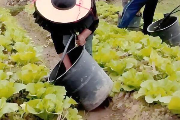 肥料施后长时间不溶解原因,可能是质量问题所致