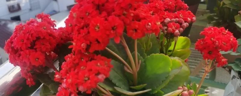 长寿花的花期，通常在1月至4月