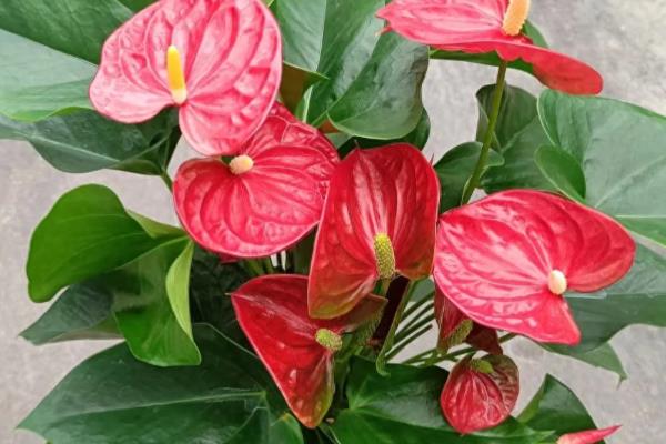 红掌花变黑的原因,可能是浇水过少所致