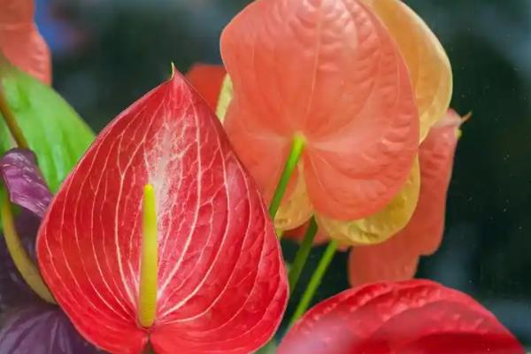 红掌花变黑的原因,可能是浇水过少所致