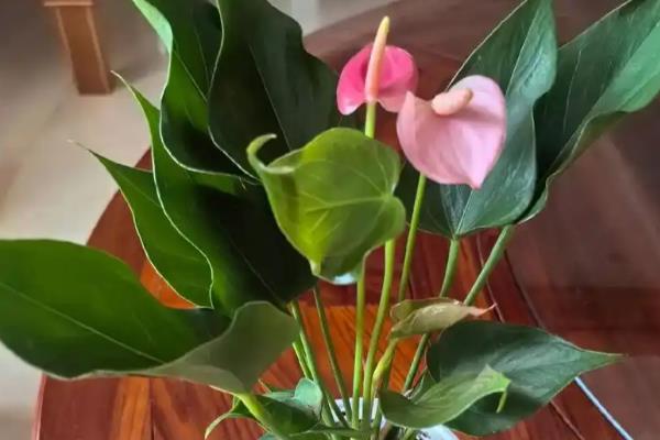 红掌花变黑的原因,可能是浇水过少所致