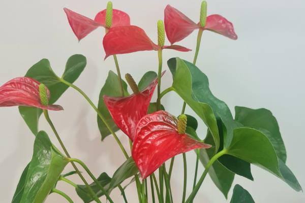 红掌花变黑的原因,可能是浇水过少所致