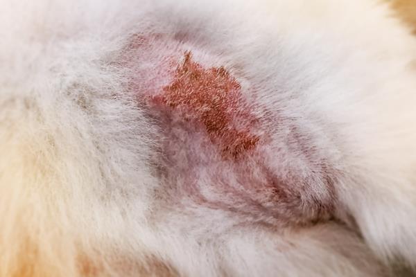 猫咪感染猫癣症状，主要呈椭圆斑或圆形斑