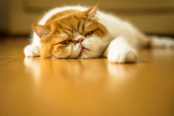 猫咪感染猫癣症状，主要呈椭圆斑或圆形斑