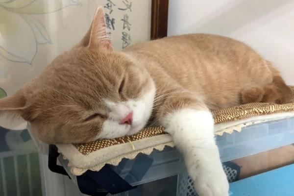 猫咪感染猫癣症状，主要呈椭圆斑或圆形斑