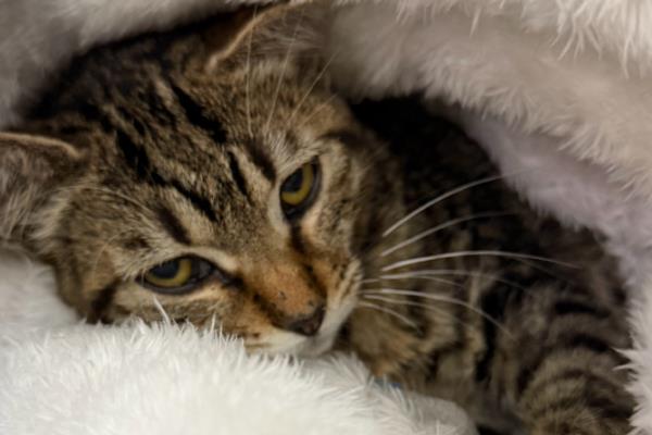 猫咪感染猫癣症状，主要呈椭圆斑或圆形斑