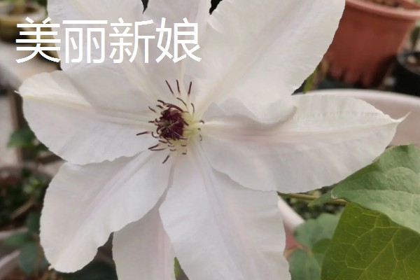 铁线莲最香的品种，最香的品种是重瓣铁线莲