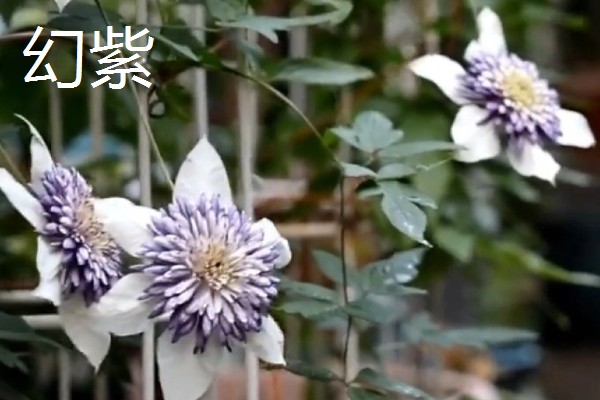 铁线莲最香的品种，最香的品种是重瓣铁线莲