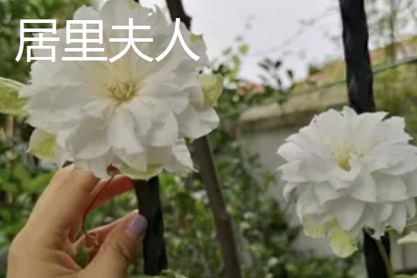 铁线莲最香的品种，最香的品种是重瓣铁线莲
