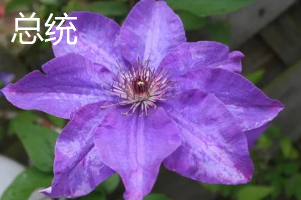 铁线莲最香的品种，最香的品种是重瓣铁线莲