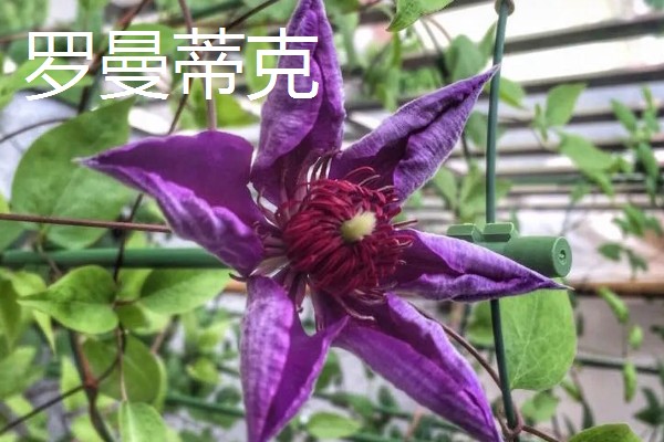 铁线莲最香的品种，最香的品种是重瓣铁线莲