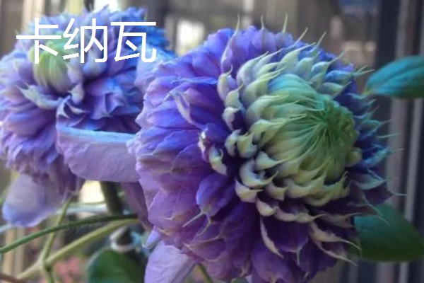 铁线莲最香的品种，最香的品种是重瓣铁线莲