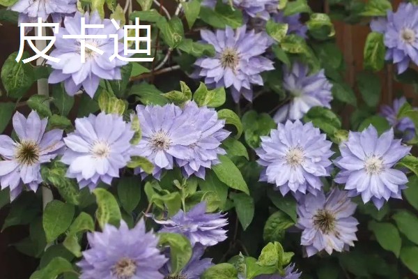 铁线莲最香的品种，最香的品种是重瓣铁线莲