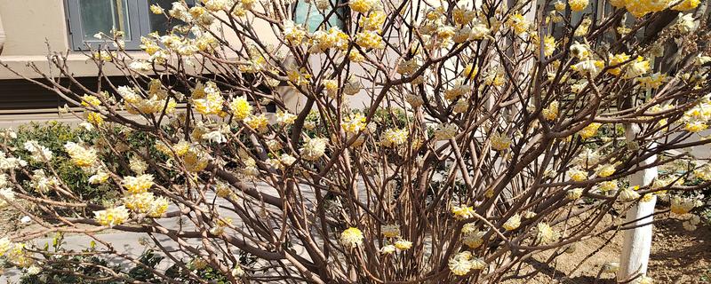 结香花的花期，为冬末春初