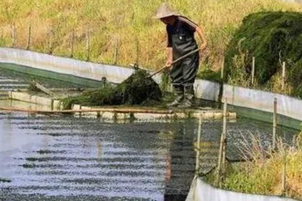 怎样养龙虾,一定要确保充足的水源