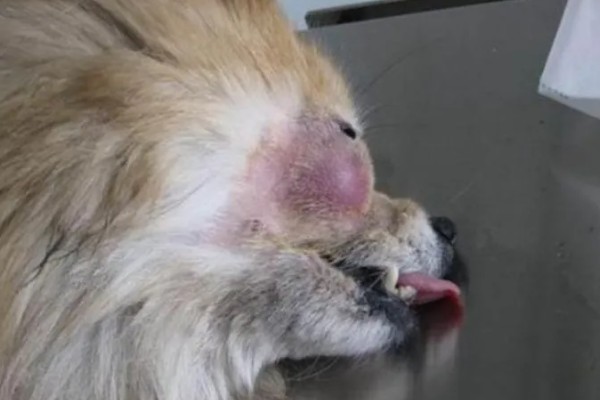 犬猫脓肿的临床症状，初期局部出现无明显界限肿胀